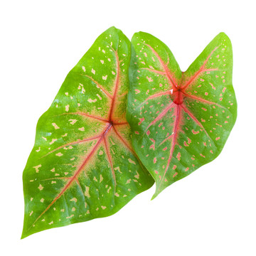 心形的熱帶calladium分離
