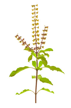 裁剪路徑或完全孤立的Holy Basil