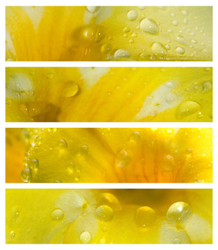 水滴在花瓣上橫幅集
