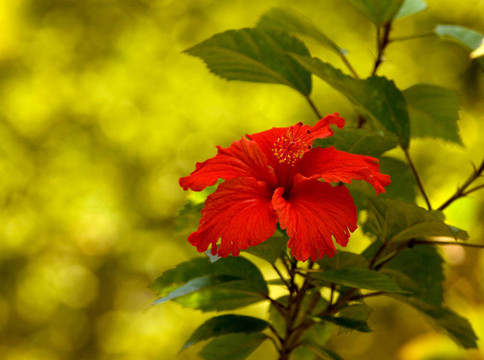 熱帶紅芙蓉花