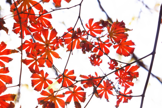 紅葉