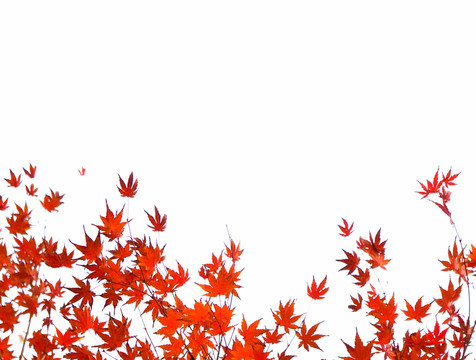 紅葉 框