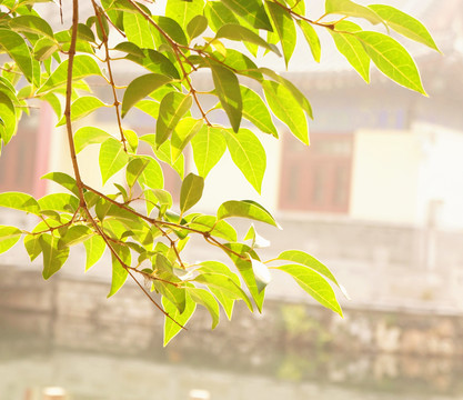 綠葉 古建