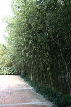 竹林