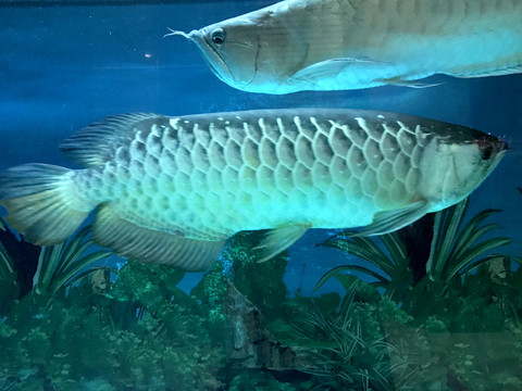 銀龍魚