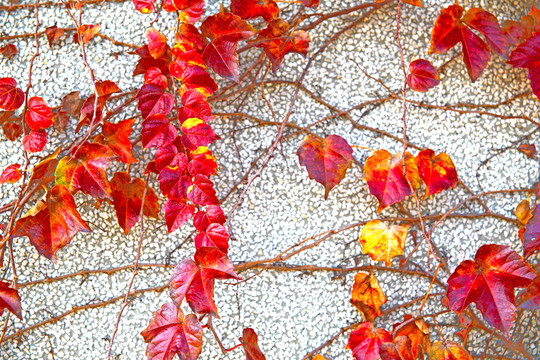 爬墻虎紅葉背景墻