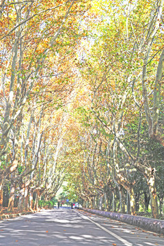 梧桐樹(shù)景觀道路