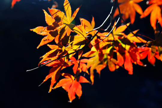 紅葉
