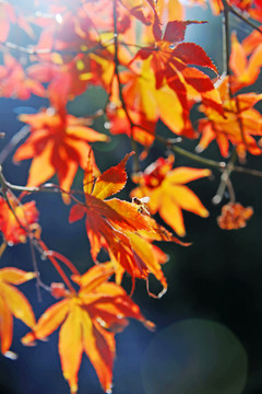 秋色紅葉