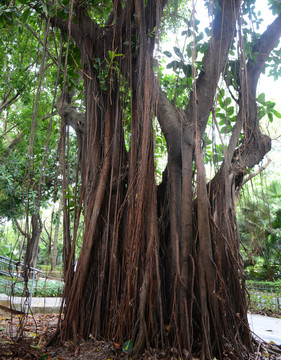 榕樹(shù)根