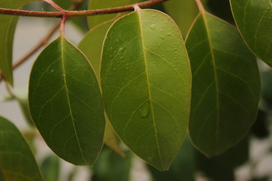 樹(shù)葉
