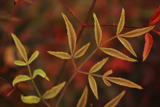 一片枝葉