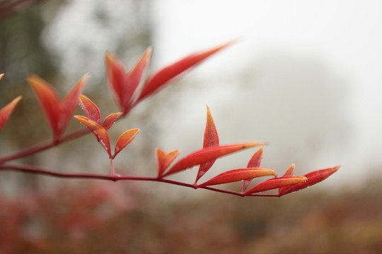 幾片紅葉