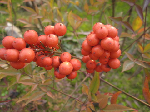 山里紅