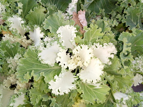 卷心菜