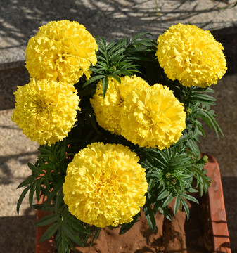 黃菊花