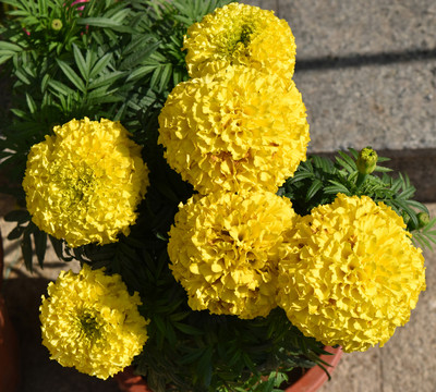 黃菊