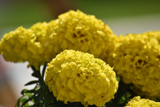秋菊