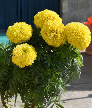 黃菊