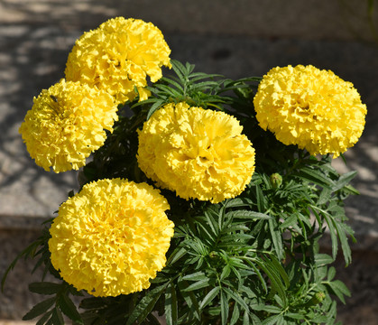 黃菊
