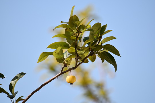 小蘋果
