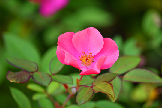 紅花