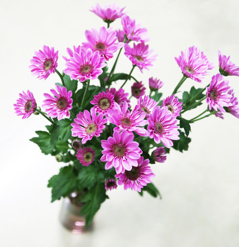 雛菊