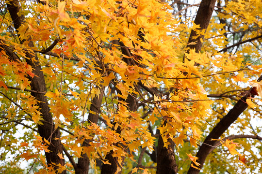 嵩山 （11）