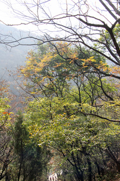 嵩山 （85）