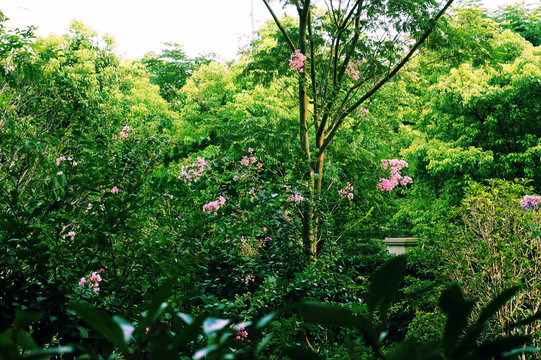 花園