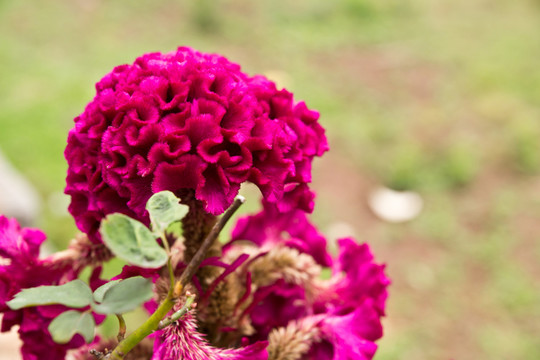 雞冠花