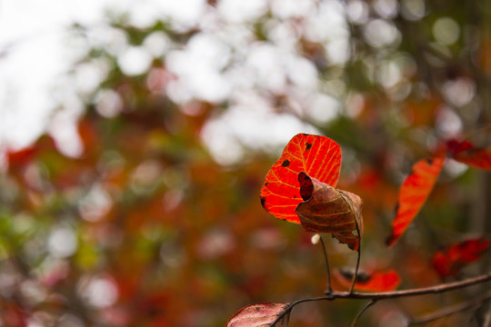 紅葉