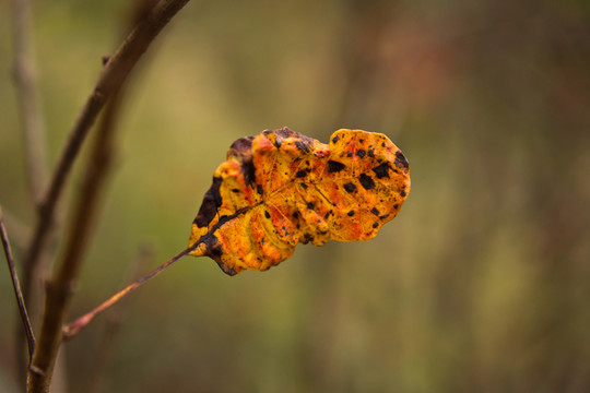 紅葉