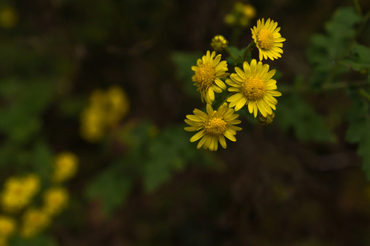 野菊花