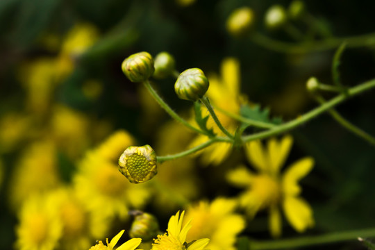 野菊花