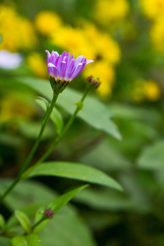 野菊花
