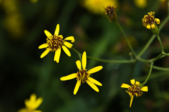 野菊花