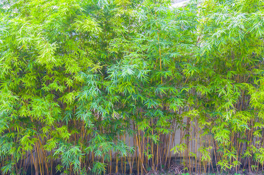 竹林