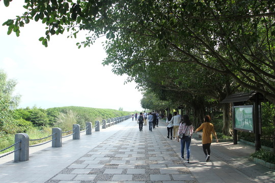 紅樹林