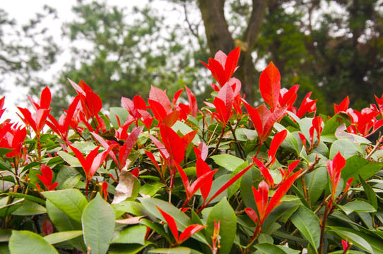 桂花葉子