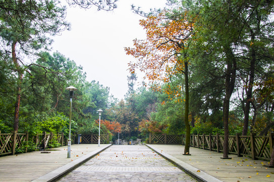 公園景色
