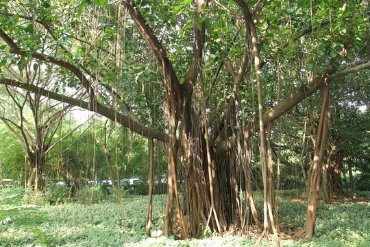 榕樹
