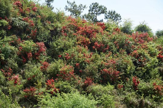 山坡杜鵑花