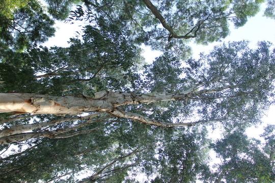 樹林