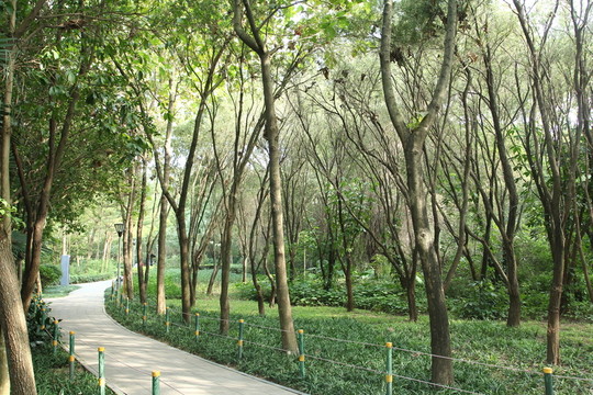 樹林小道