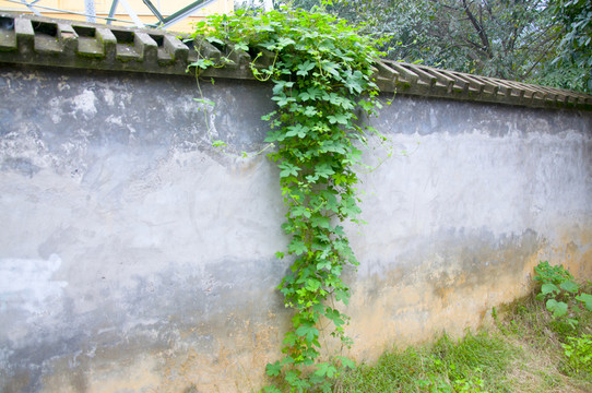 圍墻上的植物