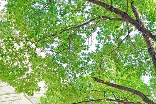 陽(yáng)光樹(shù)葉 樹(shù)葉背景