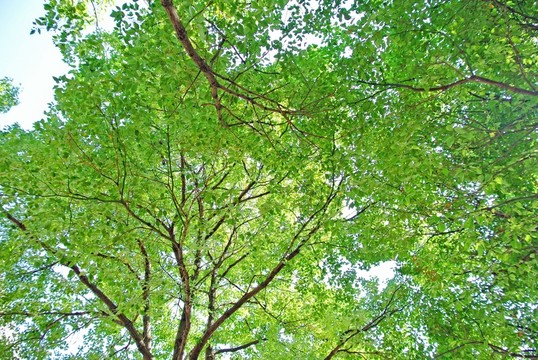 陽光樹葉 樹葉背景