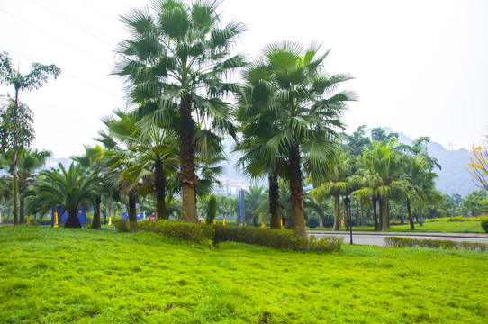 綠化環(huán)境
