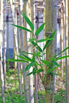 竹葉 竹林 一枝竹子